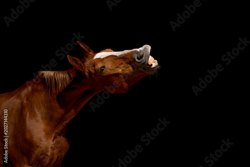 portrait of a black horse