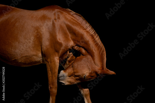 cow on black background