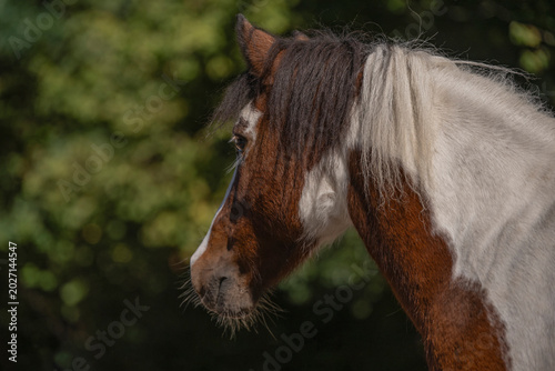 portrait of a horse