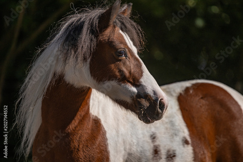 portrait of a brown horse