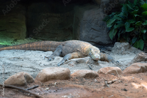 Obraz na plátne Komodo dragon at Shanghai Zoo reptile exhibit, wildlife photography of the world