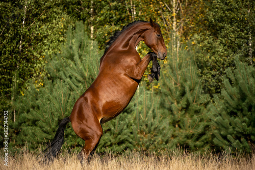 horse in the meadow