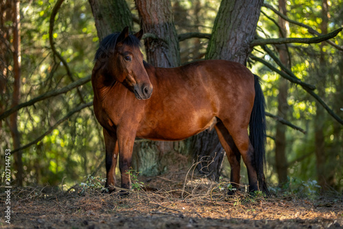 horse in a meadow