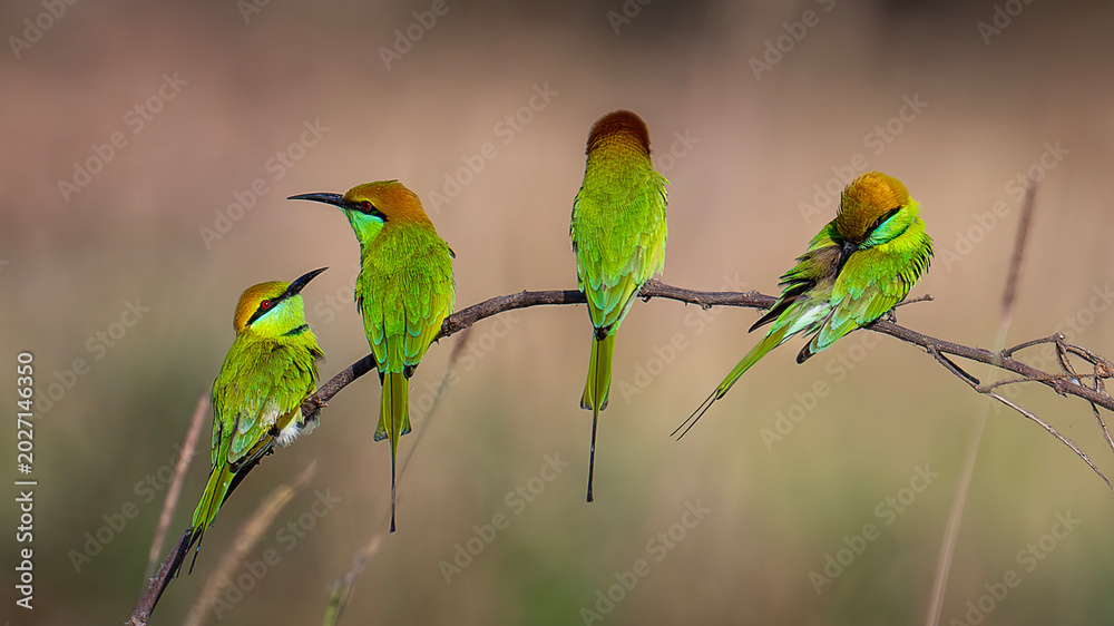 Obraz premium Bee-eater bird perched on a branch in a city park in Ho Chi Minh City, Vietnam.
