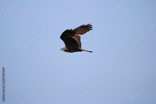 Oiseaux de rivage - cormoran
