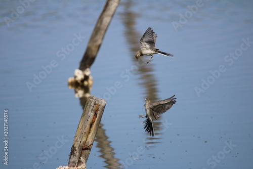 Oiseaux de rivage - cormoran