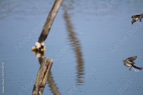 Oiseaux de rivage - cormoran