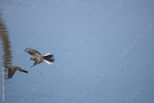 Oiseaux de rivage - cormoran