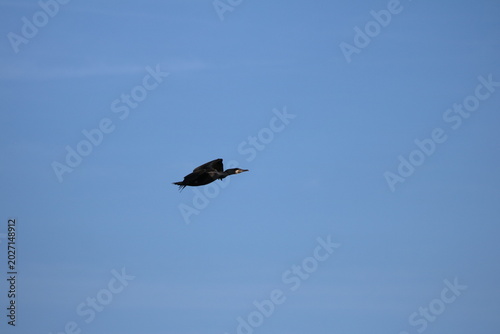 Oiseaux de rivage - cormoran