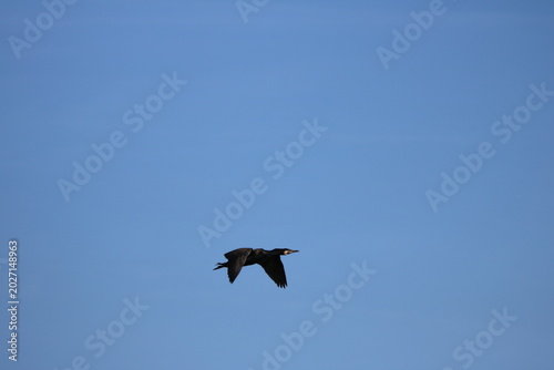 Oiseaux de rivage - cormoran