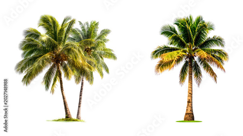 Foto Two palm trees on a white background one pair and one single tree clipping path