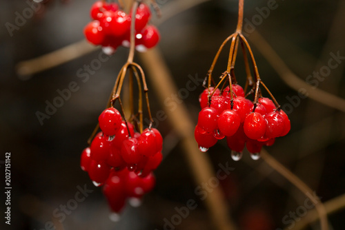Fotografía Ripe red viburnum berries with water droplets on dark natural background