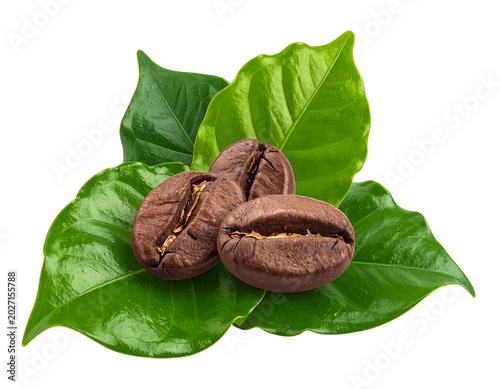 Roasted coffee beans with fresh green leaves on white