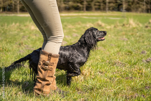 Canvastavla Black Field Trial Cocker Spaniel Standing Alert Beside Handler During Hunting Tr