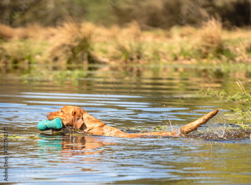 Fox red Labrador retriever swimming with training dummy in mouth, focused hunting dog during outdoor water retrieve training session