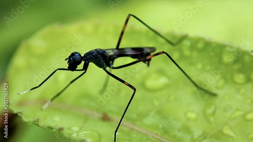 A stilt-legged fly on the leaf