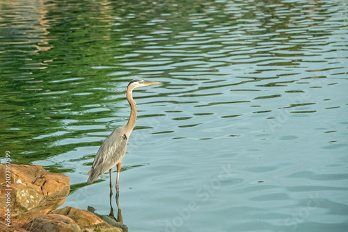 Great Blue Heron Standing Motionless at Water's Edge