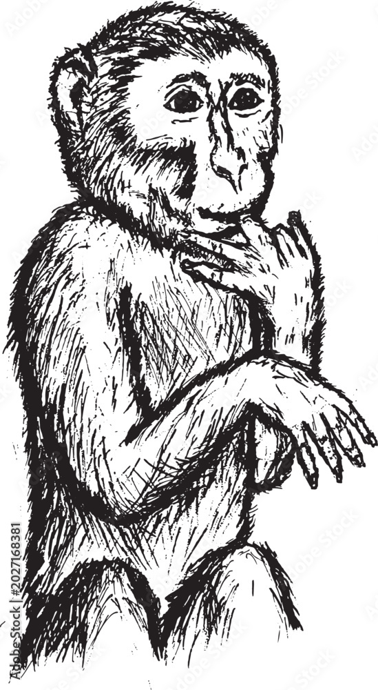 Fototapeta premium Sketch of a wild monkey with a finger-biting pose. Cute monkey pose.