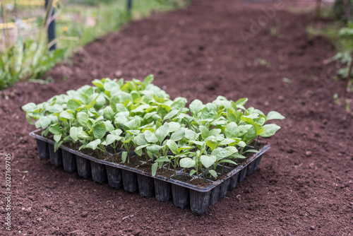 Healthy aubergine seedlings growing in multicell tray outdoors