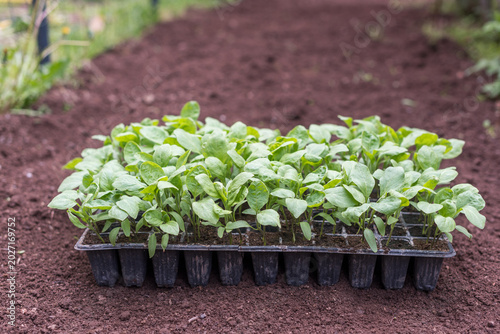 Eggplant seedling tray placed on prepared garden bed soil