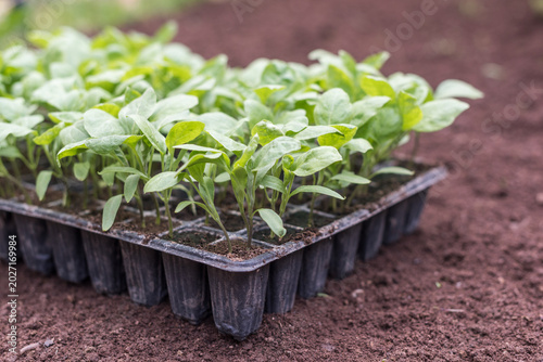Vegetable seedlings in tray on fertile cultivated soil