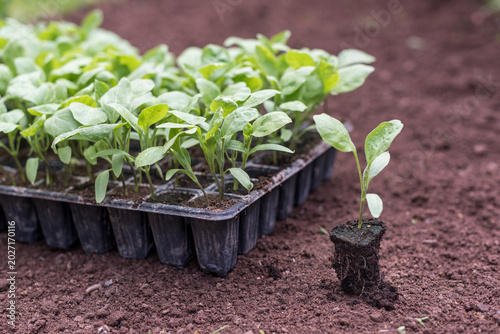 Young aubergine plant ready for transplanting into garden soil