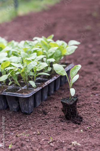 Eggplant seedling with developed roots removed from tray cell