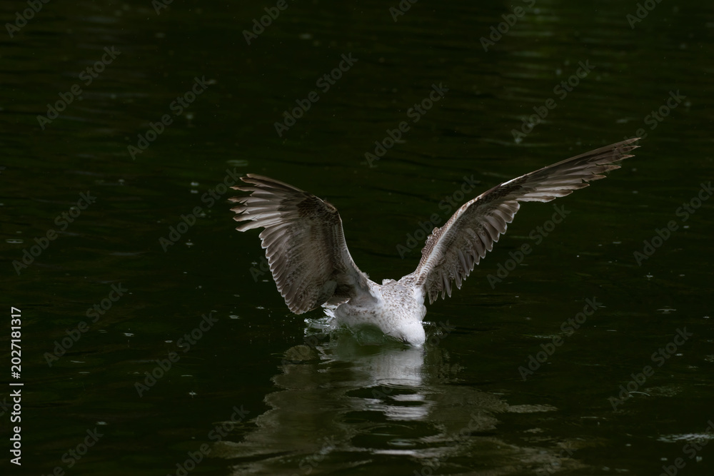 Fototapeta premium Seagulls dive into the water. Seagulls playing in the sea, taking off, floating.