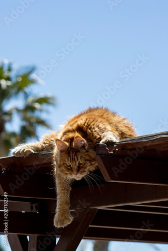 Photography cat on the tree