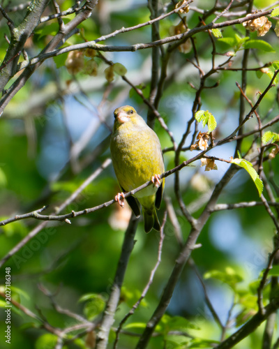 An European Greenfinch perching and singing in the shadow of a tree
