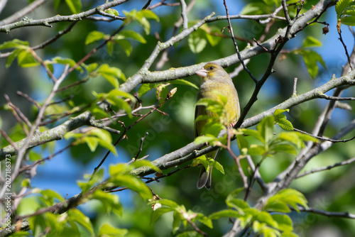 An European Greenfinch perching and singing in the shadow of a tree