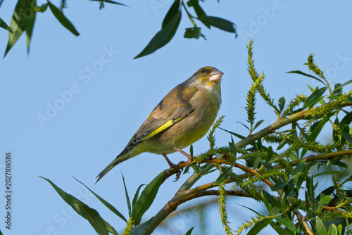 An European Greenfinch perching and singing in the shadow of a tree