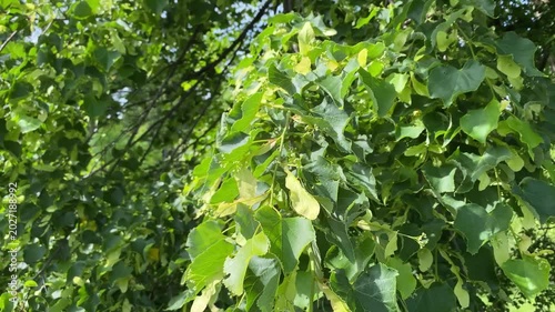 Close-up of green linden tree branches with young leaves and flower buds.