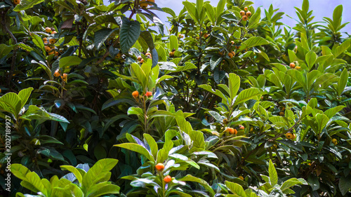 albero di frutta
