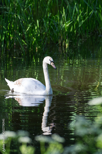 A white swan swimming on a calm pond water