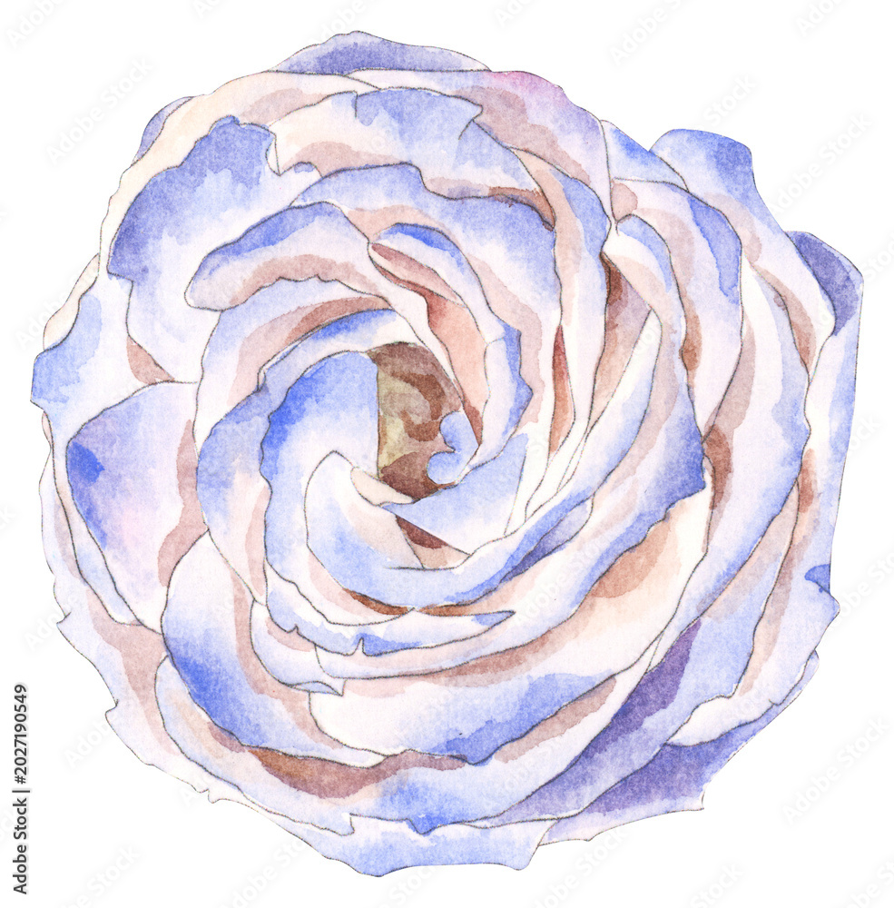 Obraz premium Watercolor Blue Rose Flower Illustration