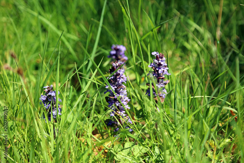 Foto Cluster of Bugle plants, Derbyshire England
