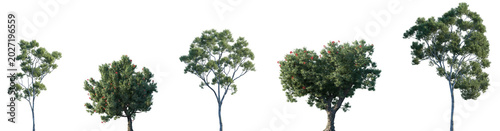 Fotografía Set of Corymbia citriodora and flowering Corymbia ficifolia frontal street trees