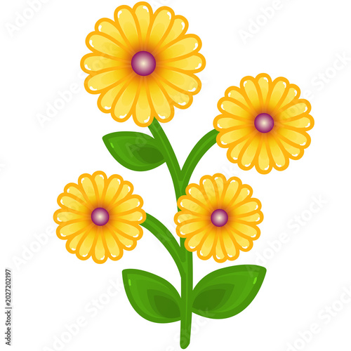 yellow sunflower isolated on white