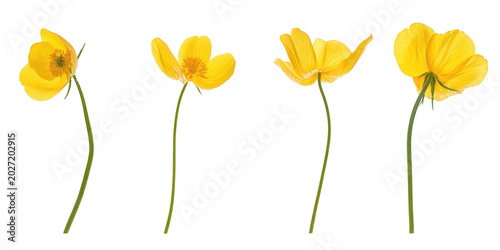 Set of four vibrant yellow buttercup flower stems isolated on png transparent background for design