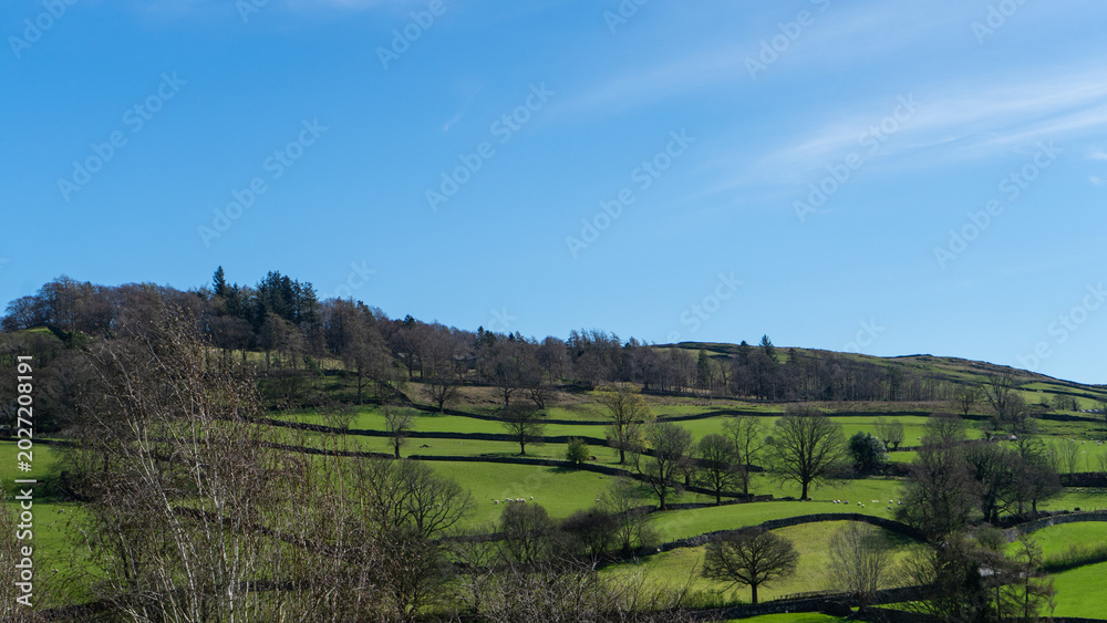 Fototapeta premium A landscape with hills, green fields, trees, and stone walls on a sunny day with a clear blue sky, lake district