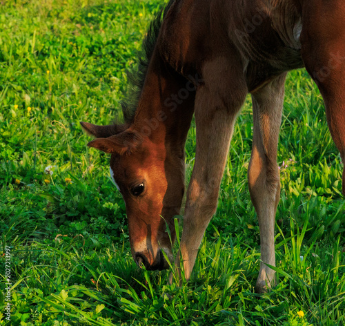 Foto learning to graze