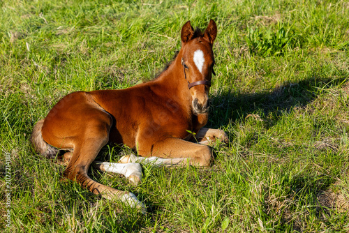 young foal sleeping on green grass