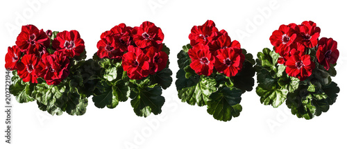 Set of four vibrant red geranium flower clusters with green leaves isolated on png transparent background