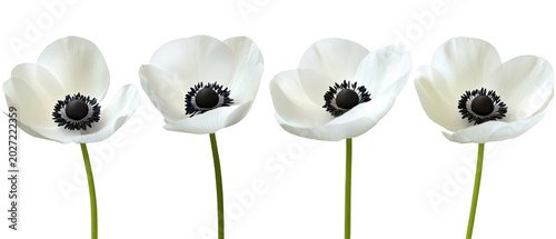 Set of four elegant white anemone flowers with dark centers isolated on png transparent background