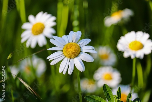 Gänseblümchen auf der Wiese