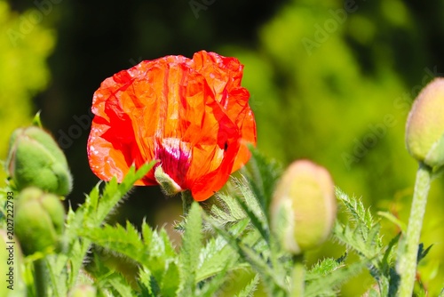 Blüte und Knosper einer roten Mohnblume
