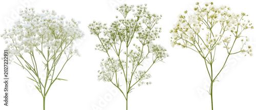 Set of three delicate white babys breath flower stems isolated on png transparent background