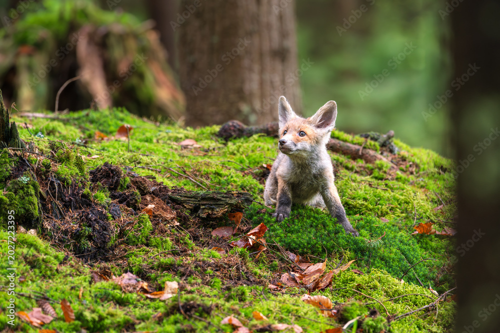 Fototapeta premium Cute young fox cub (vulpes vulpes) exploring bright green mossy ground in a beautiful deep forest with trees in the background.