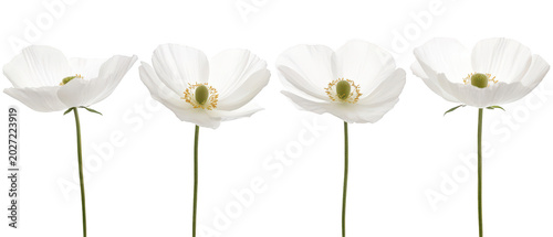 Set of four vibrant pink bougainvillea flower branches isolated on png transparent background